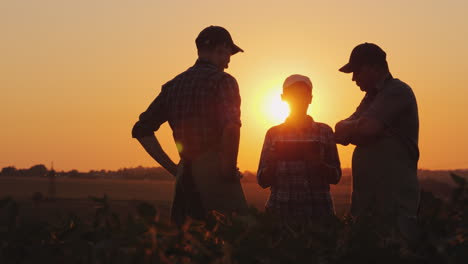 Un-Grupo-De-Agricultores-Está-Discutiendo-En-El-Campo-Usando-Una-Tableta.-Dos-Hombres-Y-Una-Mujer-Trabajan-En-Equipo.