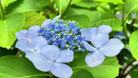 Se-Convirtió-En-Temporada-De-Floración-De-Hortensias