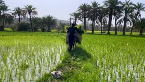 persian farmer baluch man ride donkey loaded by bunch of rice plants through rice paddy palm trees visible in background landscape in day time beautiful sunshine in mountain nature with local people