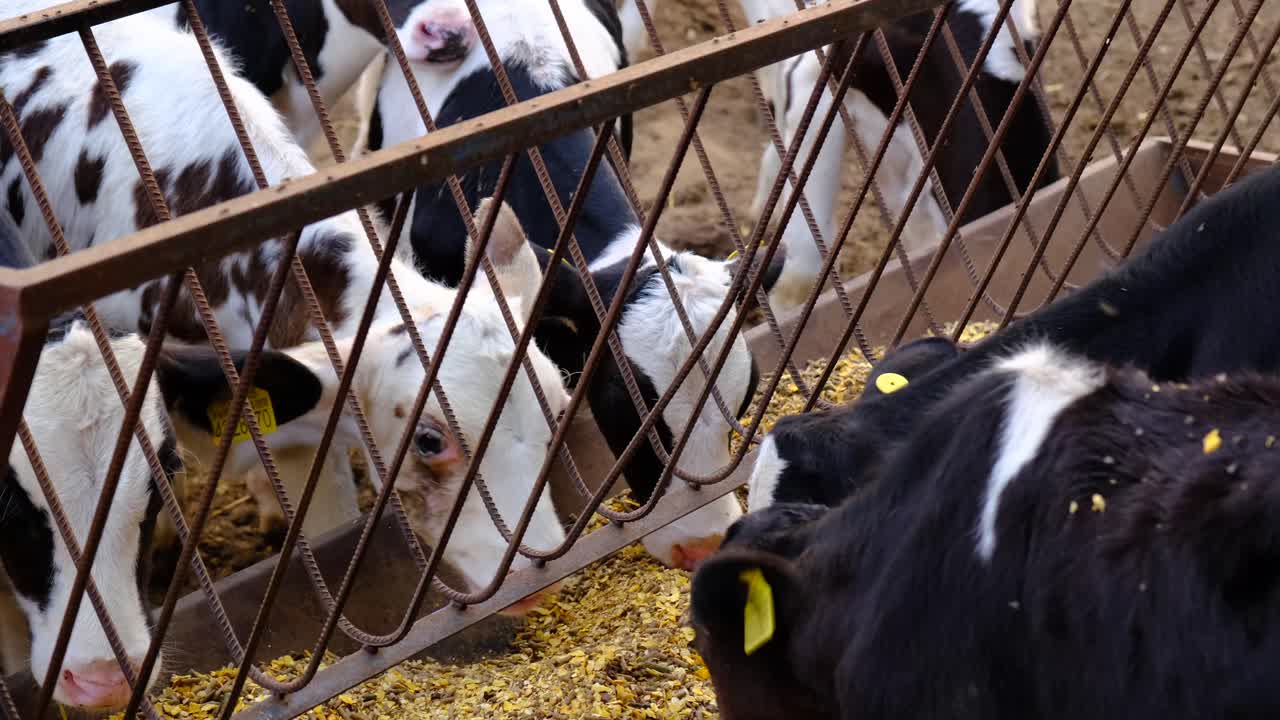 images of calves eating grass