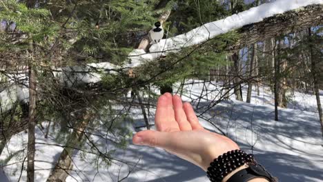 Bird-landing-on-hand,-slow-motion,-eating-some-grain-during-the-winter,-shot-in-the-forest-with-snow