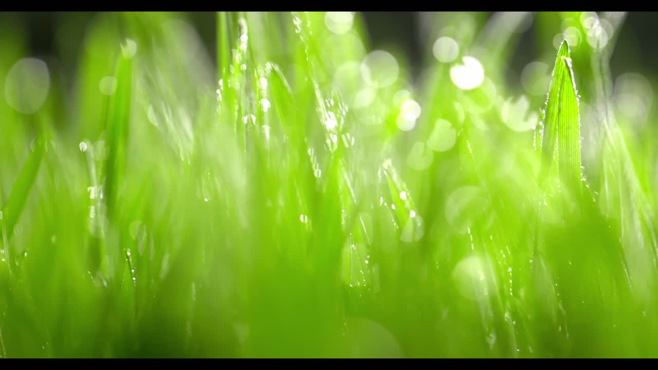 Капли росы на свежей зеленой траве