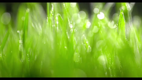 dew drops on fresh green grass