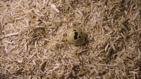 a speckled bird egg resting on a bed of straw or wood shavings