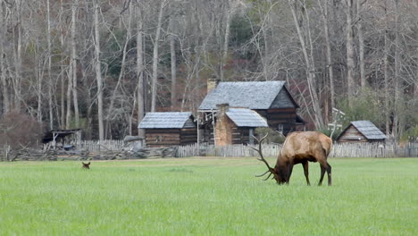 Wild-elk-grazing-in-field-in-Smoky-Mountain-National-Park