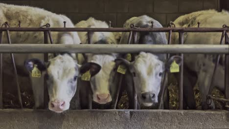 three-cows-look-at-camera