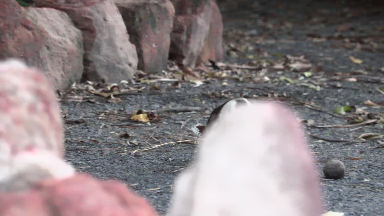 뒤뜰 4k uhd에 있는 나무 사이에 물총새