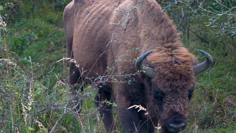 Großer-Europäischer-Bison-Bonasus-Bulle,-Der-In-Einem-üppigen-Dickicht,-Tschechien,-Spaziert