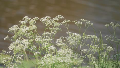 Close-up-of-delicate-white-flowers-gently-swaying-in-the-breeze-by-a-tranquil-pond