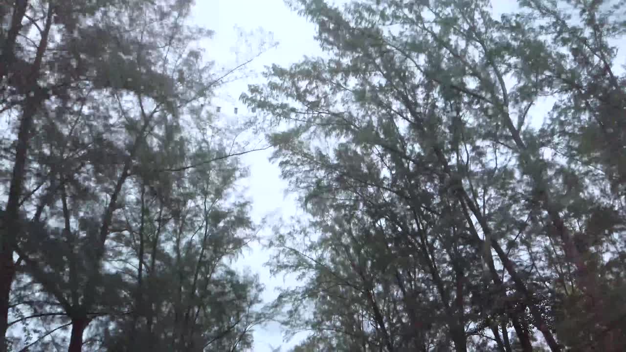 자동차와 구름이 많은 회색 비가 오는 하늘을 배경으로 이동하는 동안 많은 해변 소나무와 함께 하늘을 바라보는 풍경