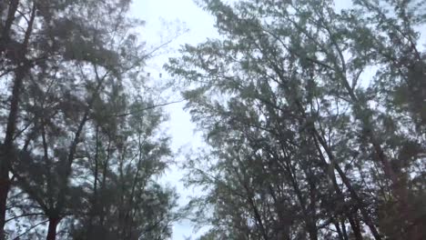 landscape view up to the sky with many beach pine tree while moving on the car and cloudy grey rainy sky in the background