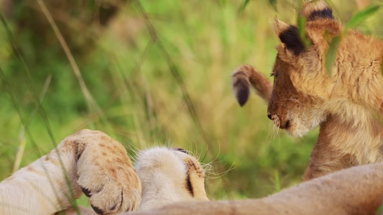 close-up opname van grote 5 leeuwenkinderen die vechten, schattig en brutaal, afrikaans wild in het masai mara nationaal reservaat, kenia, jonge schattige afrikaanse safari dieren die plezier hebben