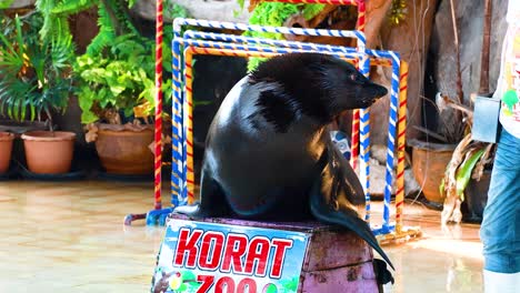 sea lion performing tricks with trainer at zoo