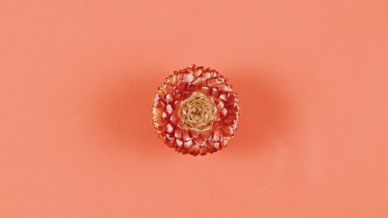 수박 식물 의 근접 사진