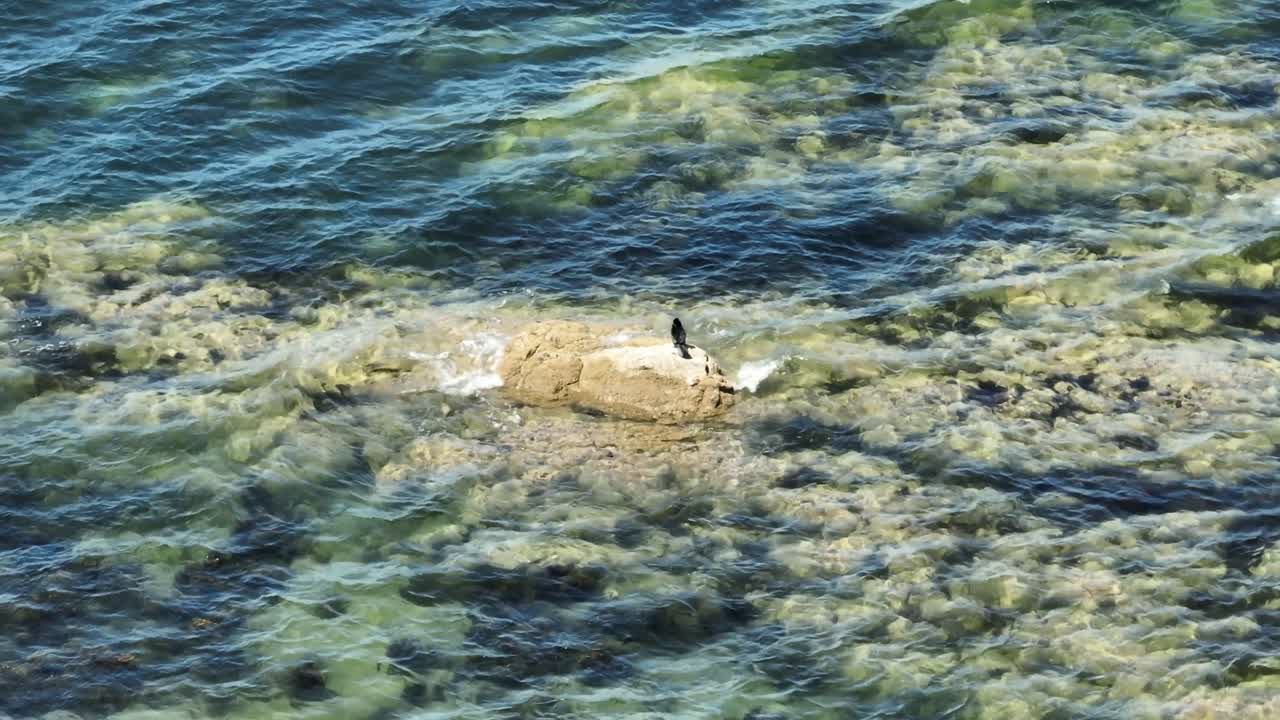 toma estática de un phalacrocorax o cormorán parado sobre una roca mientras se limpia
