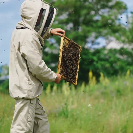professional beekeeper shaking off bees from frame. apiarist in protective suit prepares honeycomb for harvesting honey on green nature background