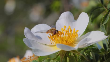 moscas hoverflies, moscas de flores o moscas syrphid, insectos de la familia syrphidae. se disfrazan de insectos peligrosos avispas y abejas. los adultos de muchas especies se alimentan principalmente de néctar y polen de flores.