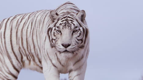 white tiger walking towards camera on cloudless blue sky day