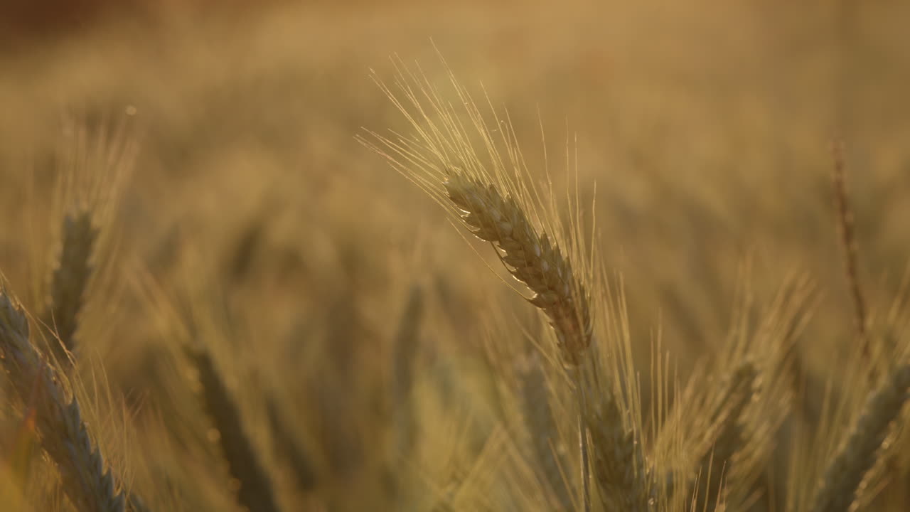 golden rye field with ripe wheat ready to harverst