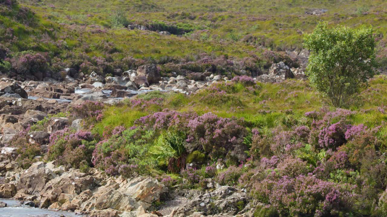 Camera pans right over rocky river, blooming heather, and resilient shrubs in natural daylight