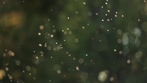 fondo borroso bokeh rebaño de insectos a la luz del sol movimiento psicodélico