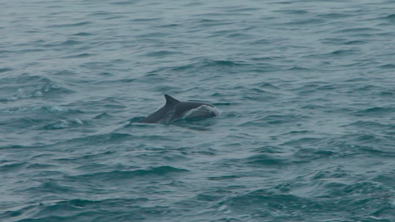 Dolphins swimming gracefully in the clear ocean waters of Los Organos, Piura, Peru