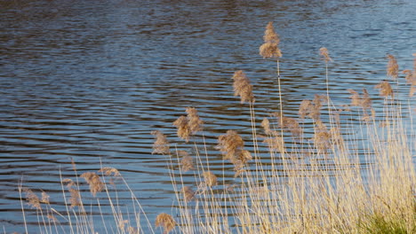 tranquil reeds sway by the cosson river near château de chambord, france