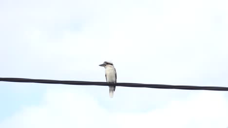 Kookaburra-Salvaje-Posado-Sobre-Un-Cable-Eléctrico