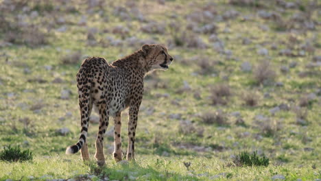 Wild-Cheetah-On-Green-Grass-Field---Wide-Shot