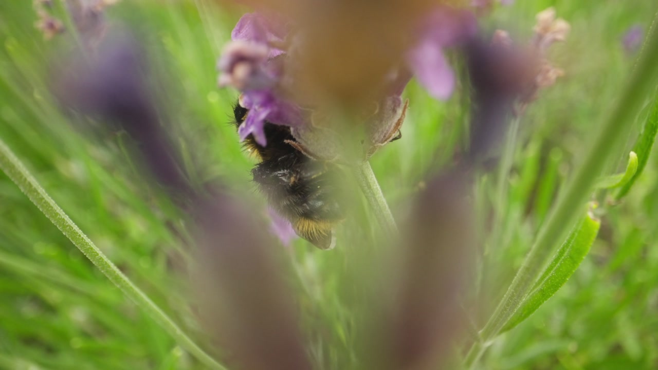 Bumblebee perched on lavender stem in lush Dutch garden, macro detail in summer