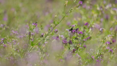disparo de cerca de la abeja melífera trabajando en la fragante flor de lavanda en un día soleado