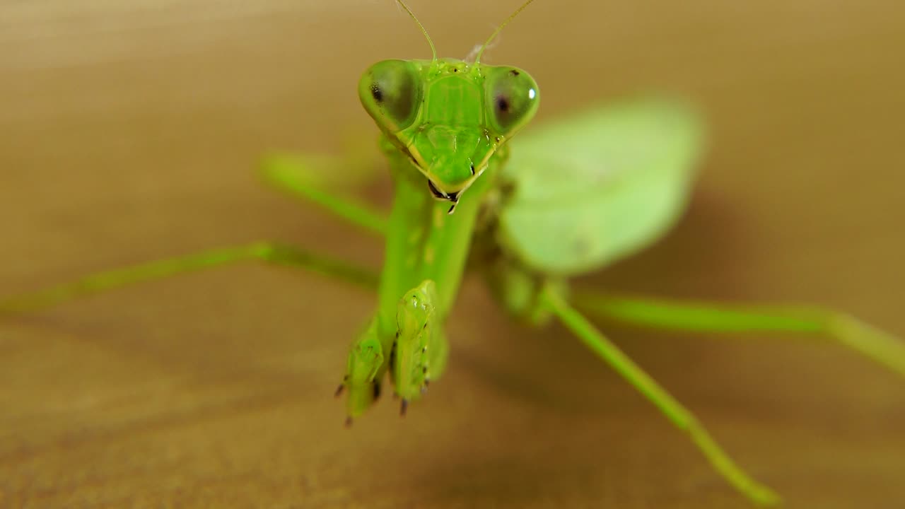 Video ravvicinato di mantide religiosa