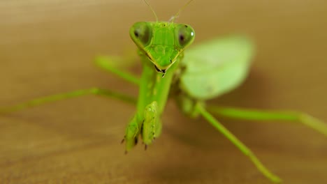 Video-De-Primer-Plano-De-La-Mantis-Religiosa