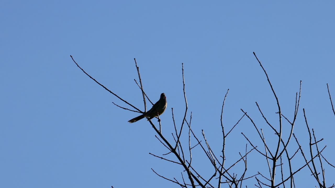 새가 나무 가지에 앉아 있다