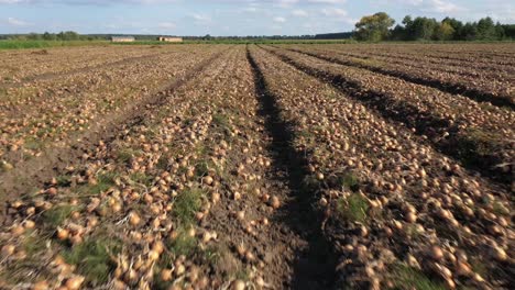 la cosecha de cebollas. un gran campo lleno de cebolla. el concepto de la cosecha. la industria agrícola.