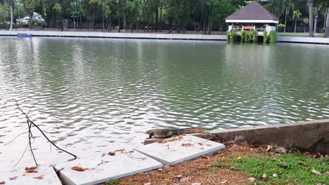 lizard moving near lake in bangkok garden