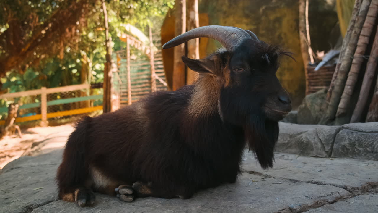 una cabra marrón oscura descansando en un zoológico