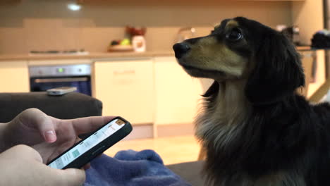 perro salchicha mira fijamente al dueño que está distraído con su teléfono