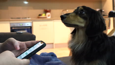 sausage dog stares up at owner who is distracted on their phone