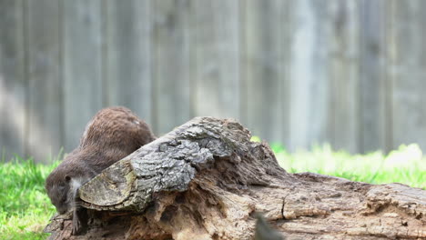 Nutria-Caminando-Sobre-Un-árbol-Y-Rascándose