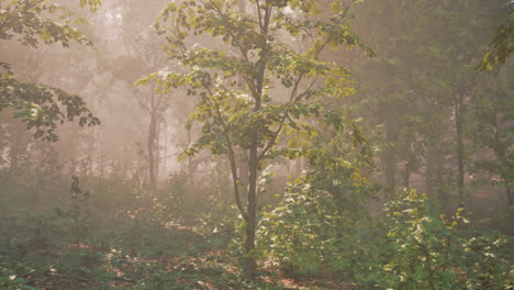 misty forest scene