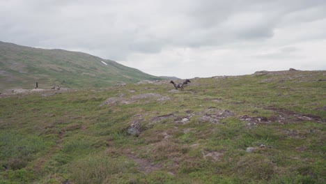 Fernsicht-Auf-Ziegen,-Die-Auf-Dem-Berg-In-Norwegen-Stehen