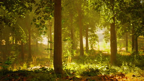 sunbeams filtering through a lush forest