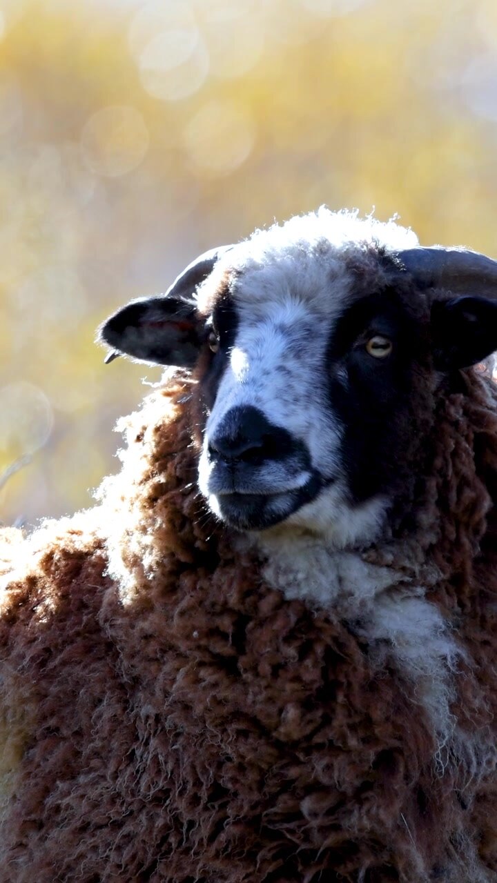 Primo piano di una pecora con le corna in piedi in un prato soleggiato