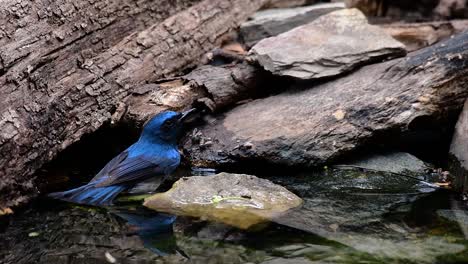 El-Papamoscas-Azul-De-Indochina-Se-Encuentra-En-Los-Bosques-De-Las-Tierras-Bajas-De-Tailandia,-Conocido-Por-Sus-Plumas-Azules-Y-Su-Pecho-De-Naranja-A-Blanco