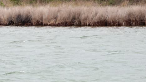 waves gently hitting a grassy shoreline