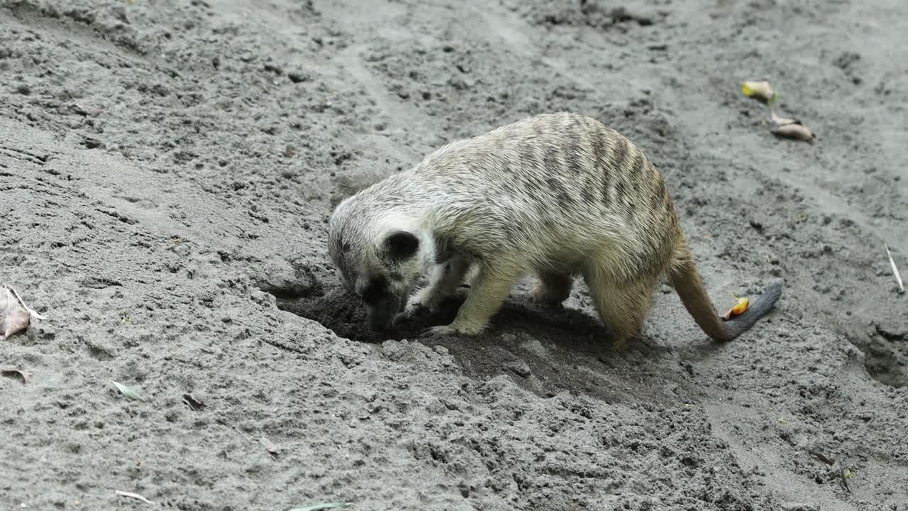Meerkat Digging in Sand Looking for Food in Natural Habitat