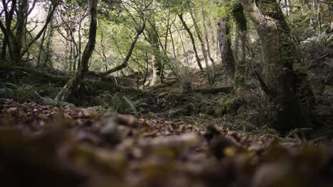 kennall vale nature reserve in cornwall, england, uk - wide