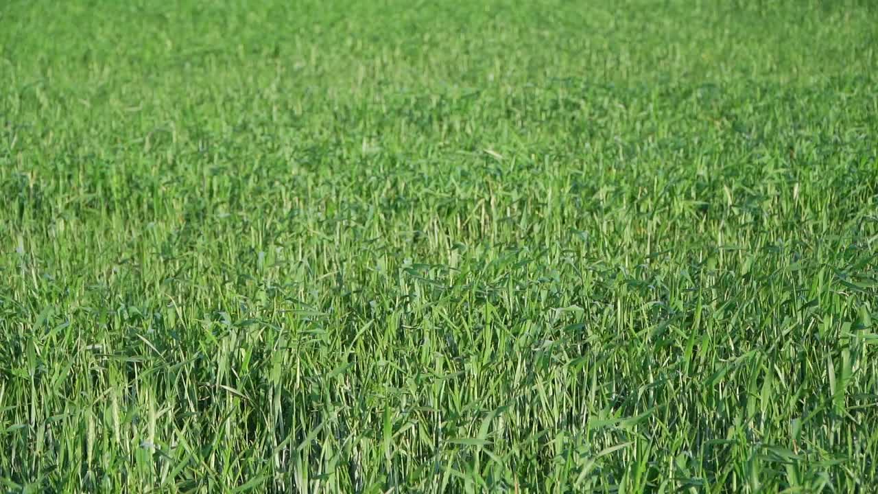 Slow-motion, wide view of a green young wheat field in the wind