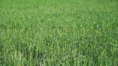 slow-motion, wide view of a green young wheat field in the wind